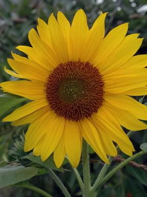 sun flower