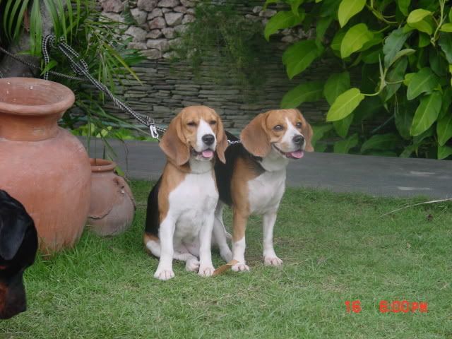 Mottled Beagle