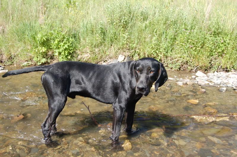 Качена снимка