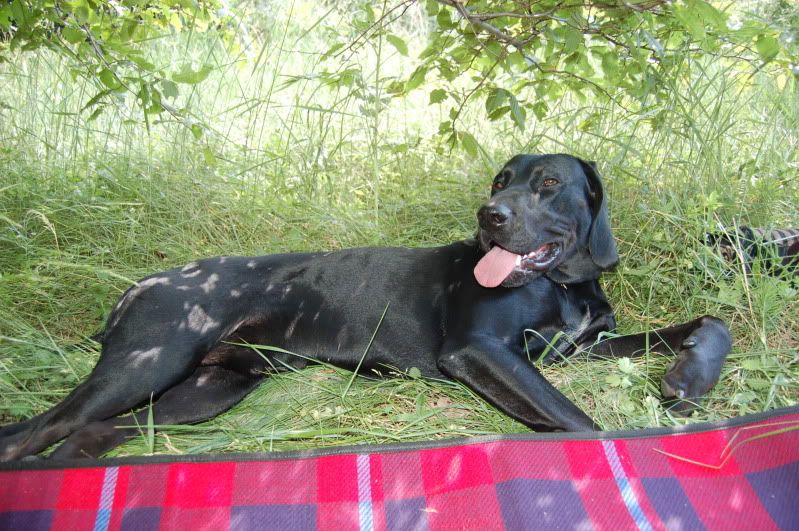 Качена снимка