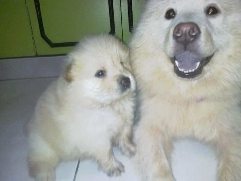white chow puppies