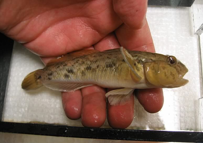 Wiki Round Goby Pictures, Images and Photos