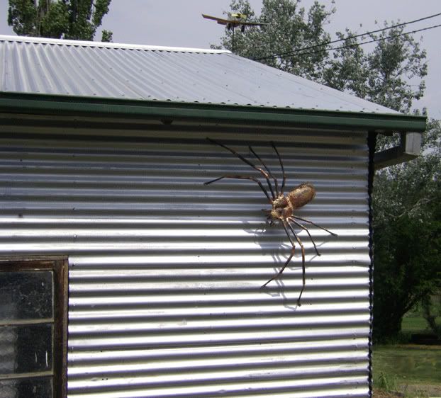 External inline image provided by member with no explanatory text