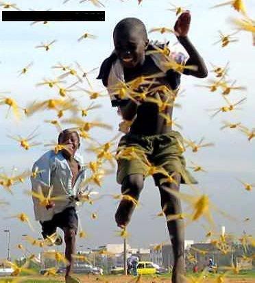 grasshoppers10.jpg