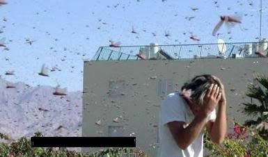 grasshoppers2.jpg