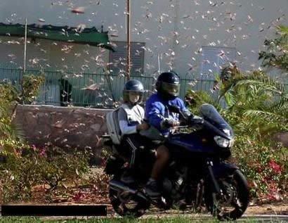 grasshoppers3.jpg
