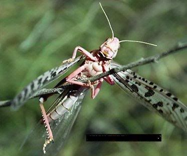 grasshoppers6.jpg