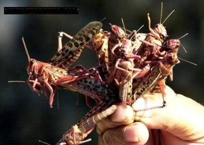 grasshoppers9.jpg