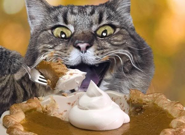 Forum Image: http://i126.photobucket.com/albums/p108/Tippsie44/cat_birthday.jpg