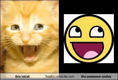 this-lolcat-totally-looks-like-the-.jpg