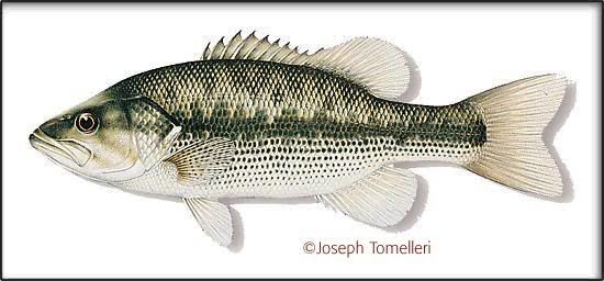 largemouth bass record. and the largemouth bass is