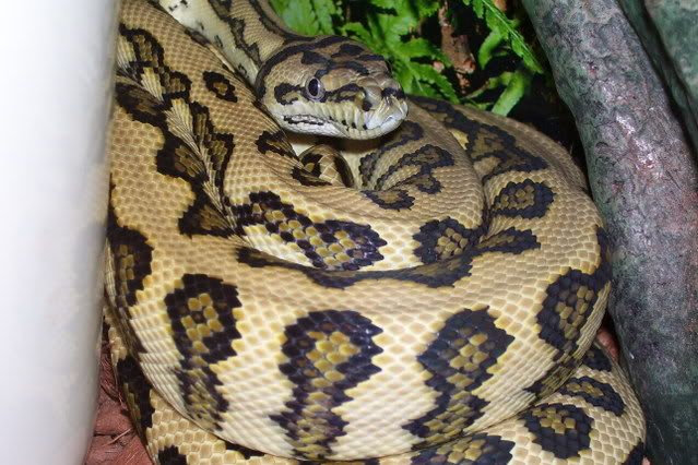 Super Jaguar Carpet Python. 1.1 jaguar carpet pythons