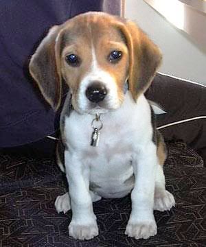 cachorro-beagle03.jpg