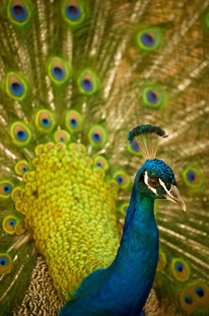 peacock Pictures, Images and Photos