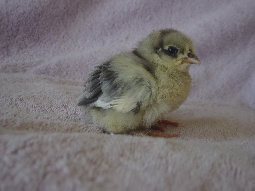 baby of hen