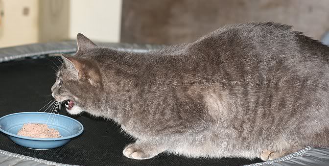 IMAGE: http://i126.photobucket.com/albums/p118/Photogear_2007/cats/BewareLukey.jpg