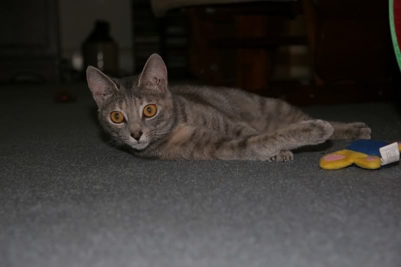 IMAGE: http://i126.photobucket.com/albums/p118/Photogear_2007/cats/JoJo1785Flash1.jpg