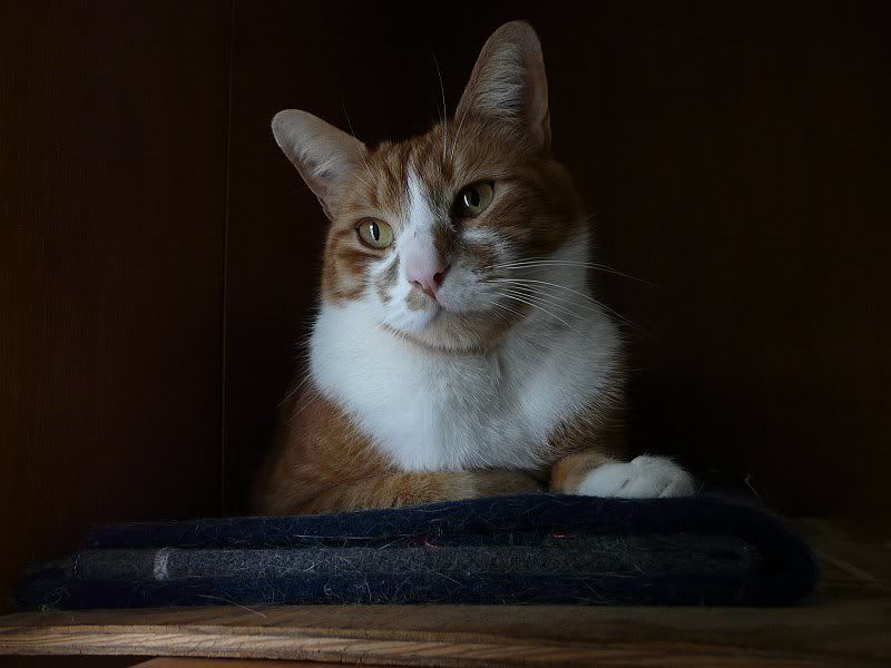 IMAGE: http://i126.photobucket.com/albums/p118/Photogear_2007/cats/Lukeface.jpg