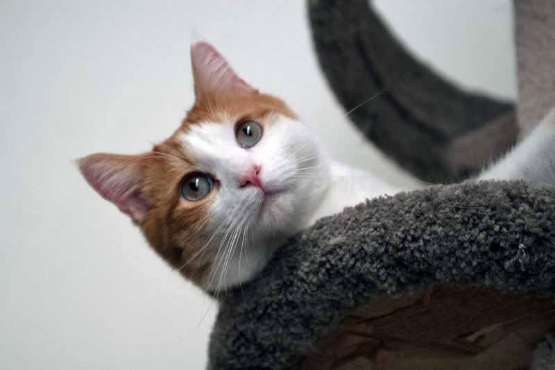 IMAGE: http://i126.photobucket.com/albums/p118/Photogear_2007/cats/MugSigma.jpg