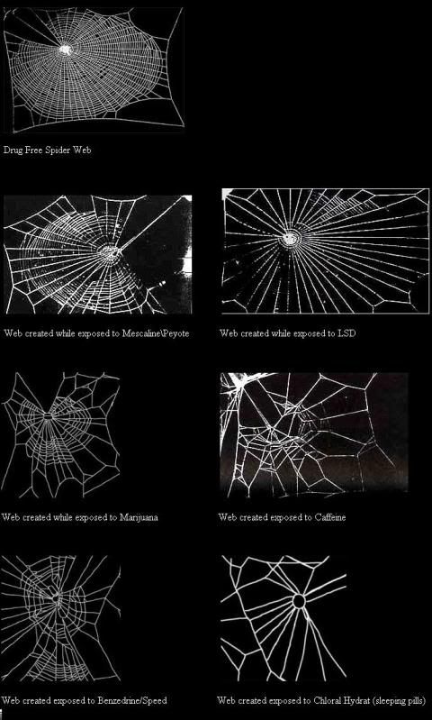spiderdrugs.jpg