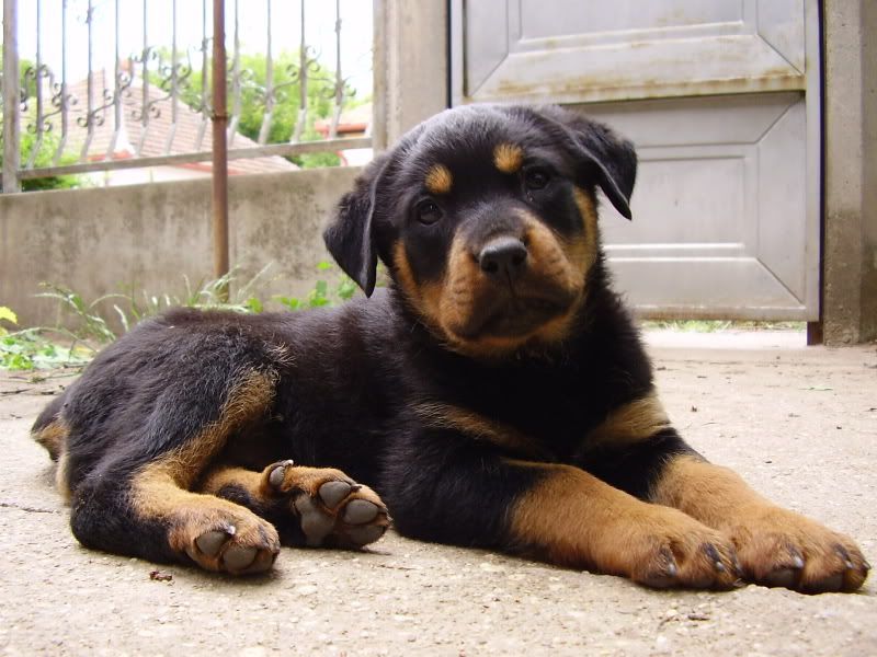 Rottweiler_Puppy_27389.jpg rotweiler image by Kotamarie1