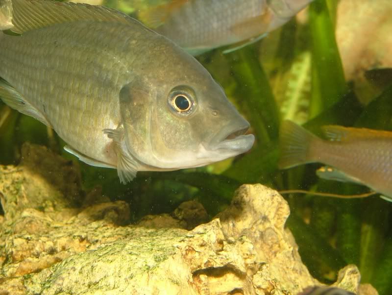AstatotilapiaCallipterafmea2.jpg