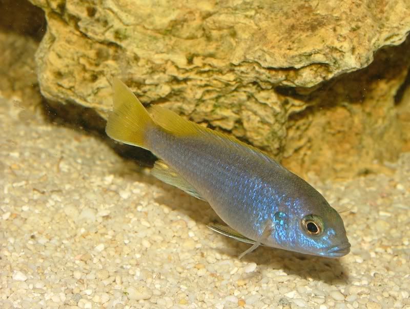 PseudotropheusAceiMsuli7.jpg