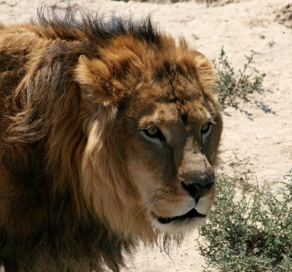 IMAGE: http://i126.photobucket.com/albums/p83/45government/Lion.jpg