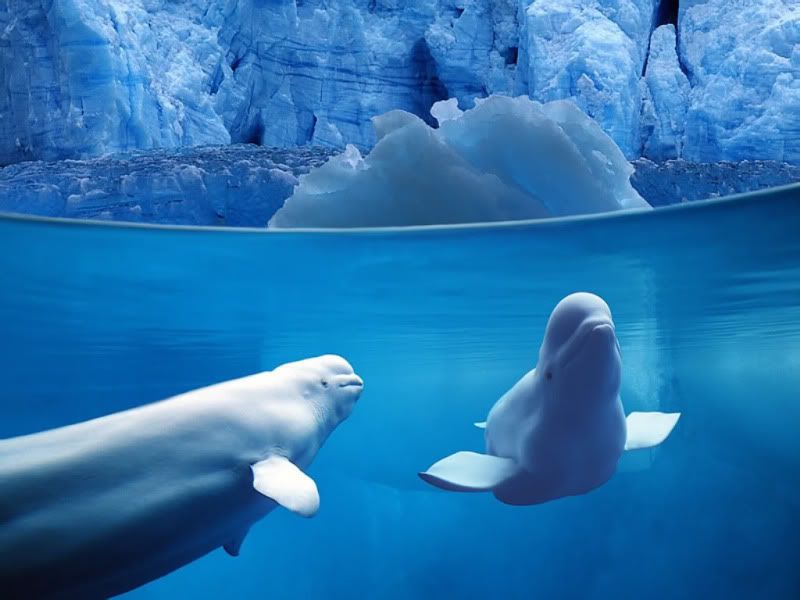 belugas underwater ocean life