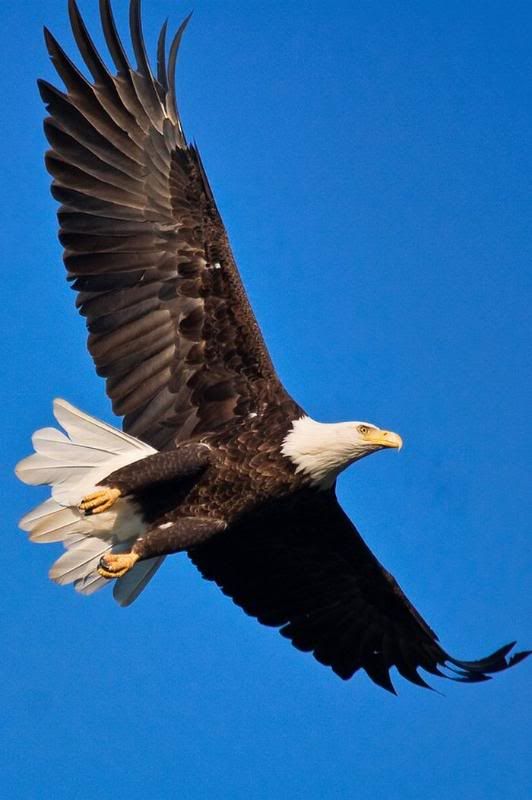 Eagle, Condor, American Eagle, Pictures, Images and Photos