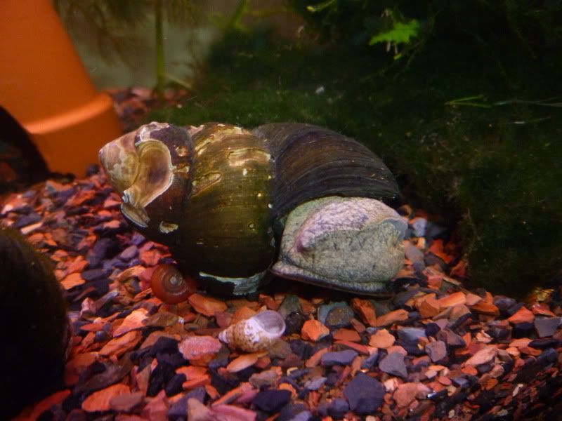 Trapdoor snails, numbers & shells Shrimp & other Invertebrates