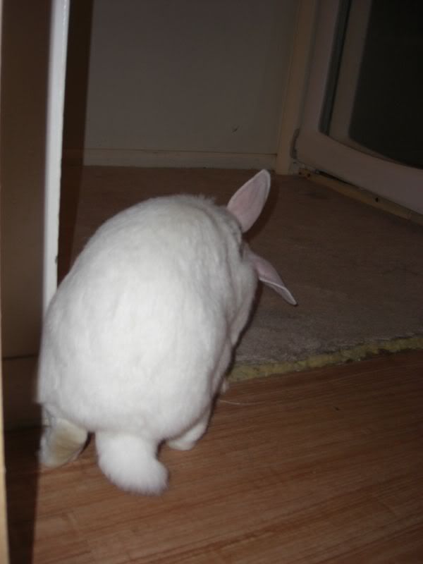 let's see your bunnies' tails! Rabbits Online Pet Rabbit & Bunny Forum