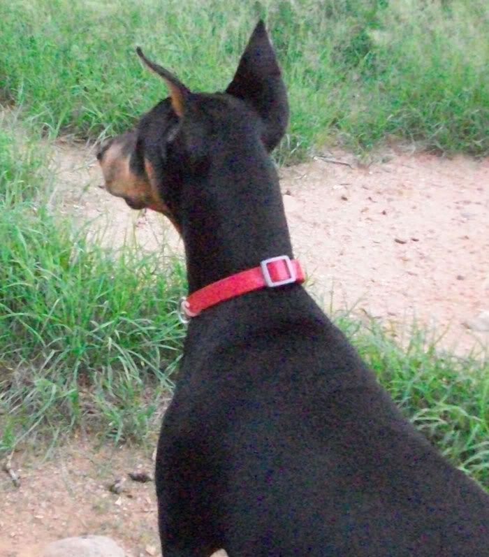 Fitz Hasn't had taped ears in a month just using Breathe Right + DUO