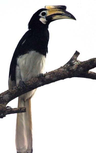 pied hornbill