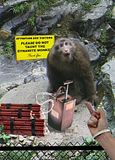 dynamitemonkey.jpg image by drumhellar