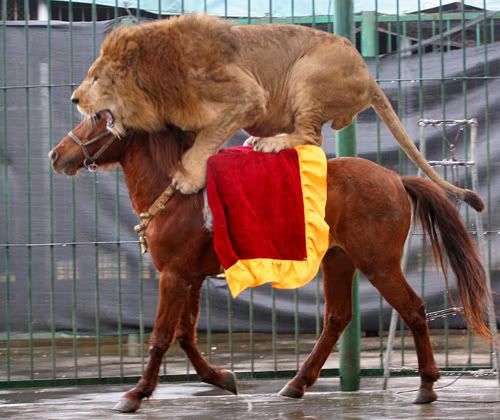 Lion Cavalry