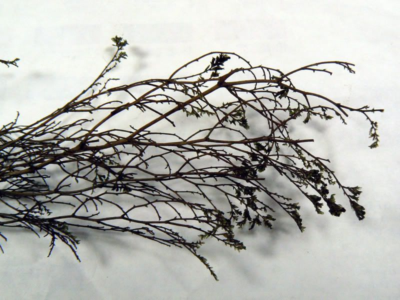P1010149.jpg