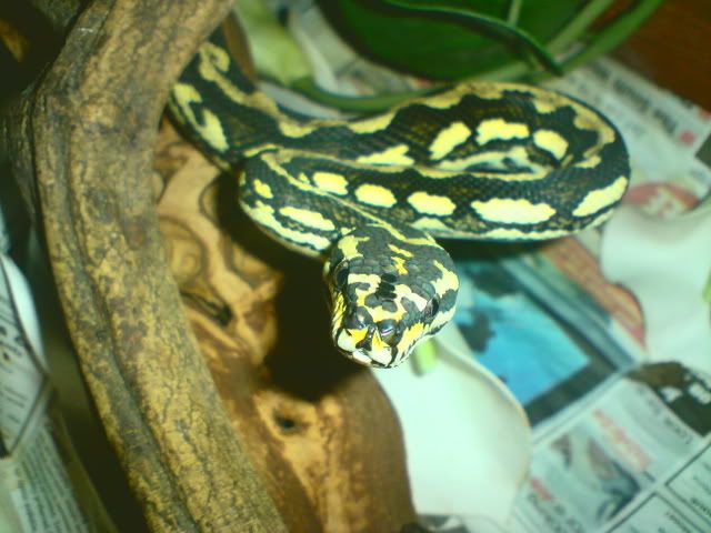 DSC00111-1.jpg