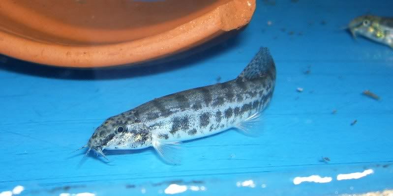 Peppered Loach