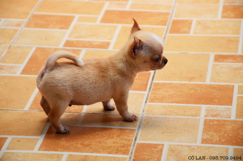 Bán chó chihuahua con thuần chuẩn mini và heo lùn - 9
