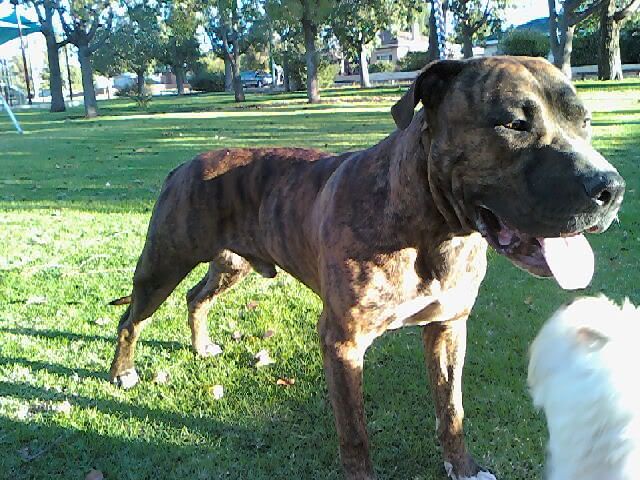 Pitbull Bull Mastiff