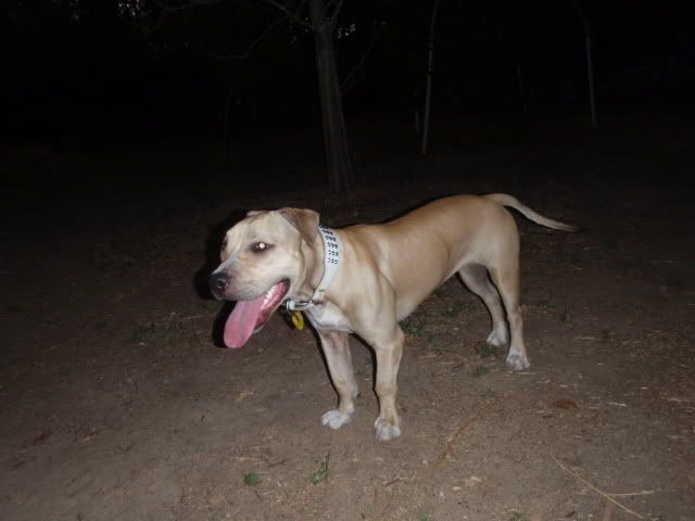 ... collar i must say its alot beta lol stunnah wid her spiked collar