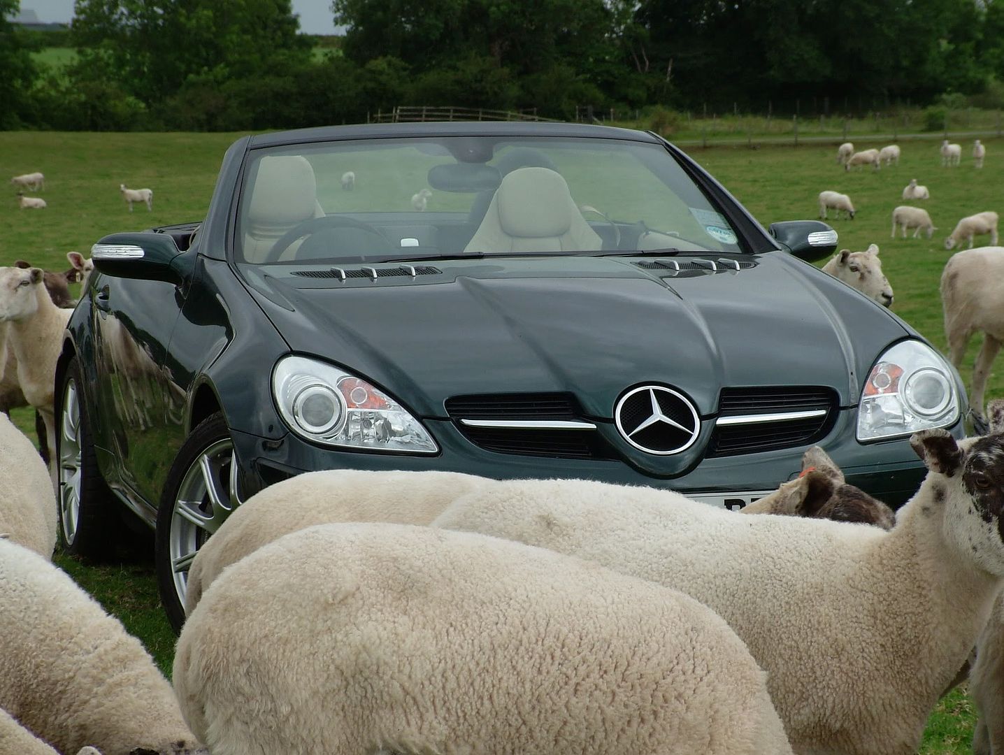 Sheeps Mercedes Benz SLK