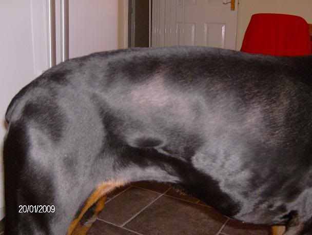 Alopecia In Dogs. .com/caninesfalopecia.htm