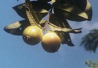 Guavas