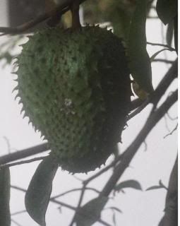 Soursop