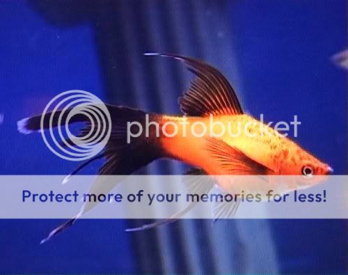 Photo Sharing and Video Hosting at Photobucket