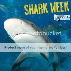 shark week Pictures, Images and Photos